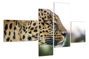 Leopard - obraz (Obraz 110x70cm)