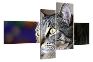 Mačka - obraz (Obraz 110x70cm)