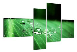 Kvapky vody - obraz (Obraz 110x70cm)