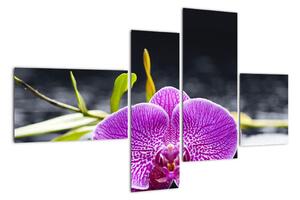 Kvet orchidey - obraz (Obraz 110x70cm)