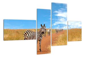 Zebra na ceste - obraz (Obraz 110x70cm)