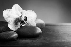Samolepiaca fototapeta čiernobiela orchidea a kamene