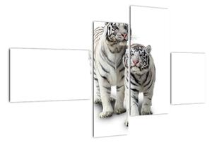 Tiger biely - obraz (Obraz 110x70cm)