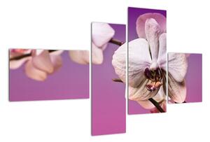 Moderné obrazy - orchidea (Obraz 110x70cm)