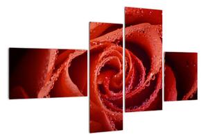 Obraz ruže (Obraz 110x70cm)