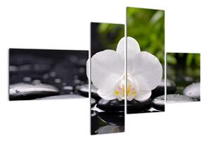 Fotka kvetu orchidey - obraz autá (Obraz 110x70cm)
