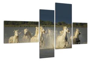 Cválajúca kone, obraz (Obraz 110x70cm)