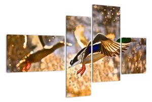 Letiaci kačice - obraz (Obraz 110x70cm)