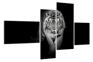 Tiger čiernobiely, obraz (Obraz 110x70cm)