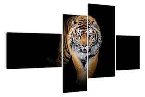 Tiger, obraz (Obraz 110x70cm)