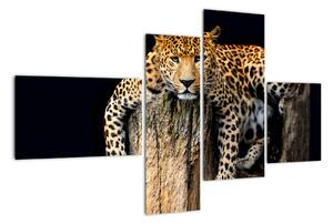 Leopard, obraz (Obraz 110x70cm)