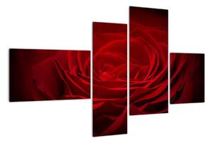 Makro ruža - obraz (Obraz 110x70cm)