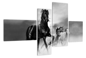 Čiernobiely obraz koňov (Obraz 110x70cm)