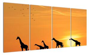 Moderný obraz - žirafy (Obraz 160x80cm)
