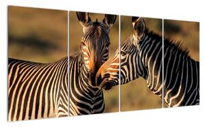 Obraz - zebry (Obraz 160x80cm)