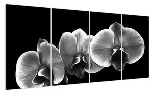 Čiernobiely obraz - orchidea (Obraz 160x80cm)