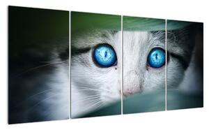 Obraz mačky, žiarivé oči (Obraz 160x80cm)