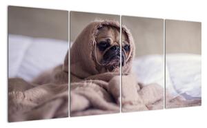 Obraz - pes v deke (Obraz 160x80cm)