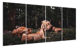 Obrazy - levy v lese (Obraz 160x80cm)