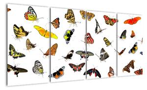 Obrazy motýľov (Obraz 160x80cm)