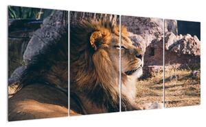 Obraz - ležiaci lev (Obraz 160x80cm)