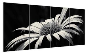 Čiernobiely obraz kvetu (Obraz 160x80cm)