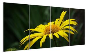 Obraz žltého kvetu (Obraz 160x80cm)