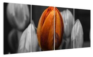 Oranžový tulipán medzi čiernobielymi - obraz (Obraz 160x80cm)