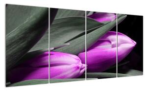 Obraz fialových tulipánov (Obraz 160x80cm)