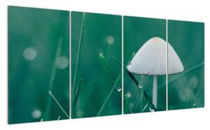Obraz huby v tráve (Obraz 160x80cm)