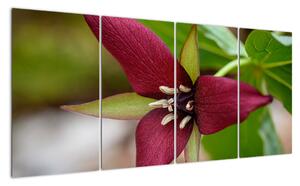 Kvitnúca rastlina - obrazy do domu (Obraz 160x80cm)