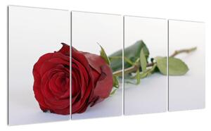 Obraz červené ruže (Obraz 160x80cm)