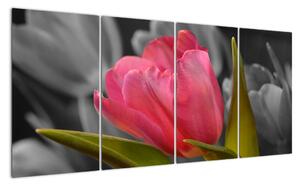 Obraz červeného tulipánu na čiernobielom pozadí (Obraz 160x80cm)