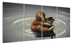 Obraz - kačice vo vode (Obraz 160x80cm)