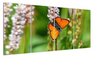 Moderný obraz motýľa na lúke (Obraz 160x80cm)