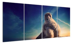 Obraz opice - obrazy zvierat (Obraz 160x80cm)