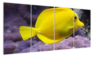 Obraz - žlté ryby (Obraz 160x80cm)