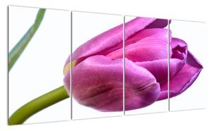 Obraz ružového tulipánu (Obraz 160x80cm)
