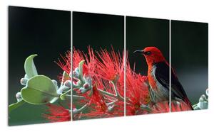 Obraz vtákov - červená (Obraz 160x80cm)