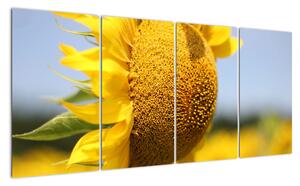 Obraz slnečnica (Obraz 160x80cm)