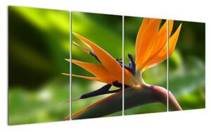 Detail kvetu - obraz (Obraz 160x80cm)