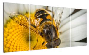 Obraz - detail včely (Obraz 160x80cm)
