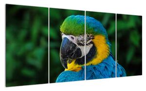 Obraz papagája (Obraz 160x80cm)