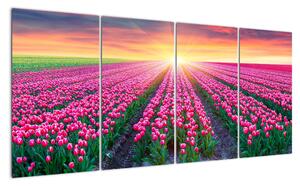 Obraz - polia kvetov (Obraz 160x80cm)