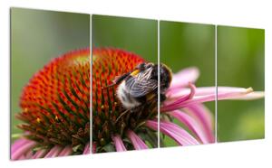 Obraz včely na kvete (Obraz 160x80cm)