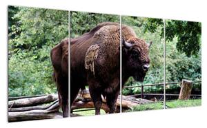 Obraz s americkým bizónom (Obraz 160x80cm)