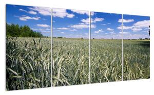 Pole pšenice - obraz (Obraz 160x80cm)