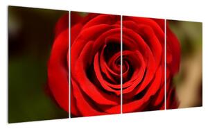 Detail ruže - obraz (Obraz 160x80cm)