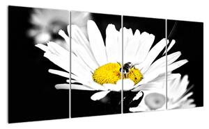 Včela na sedmokráske - obraz (Obraz 160x80cm)