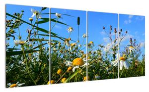 Obraz lúčnych kvetov (Obraz 160x80cm)